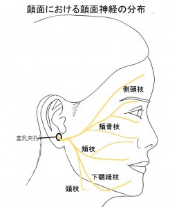 　顔面における顔面神経の分布